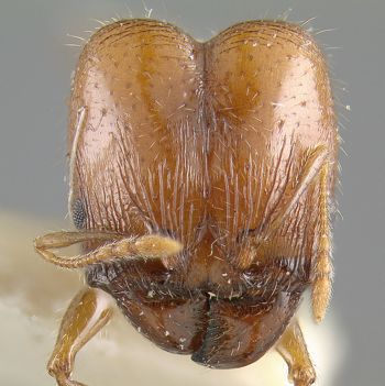 Media type: image; Entomology 29585